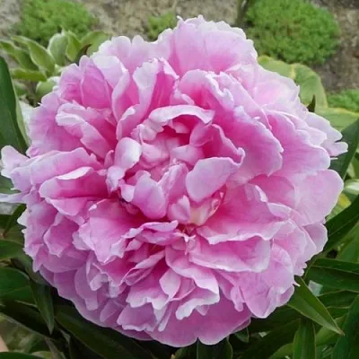 Пион РИМ травянистый  Пион РИМ травянистый в Симферополе