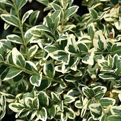 Бирючина ВАРИЕГАТУМ овальнолистная  Бирючина ВАРИЕГАТУМ овальнолистная в Симферополе