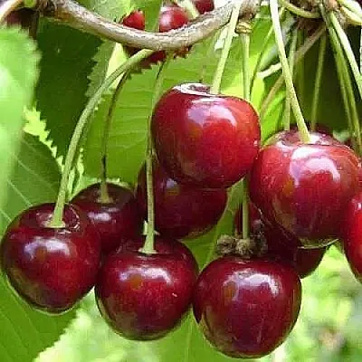 Вишня ХАРИТОНОВСКАЯ  Вишня ХАРИТОНОВСКАЯ в Симферополе