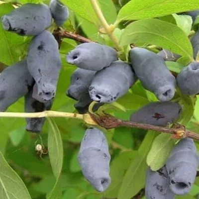 Жимолость съедобная РОКСАНА  Жимолость съедобная РОКСАНА в Симферополе