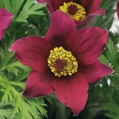 Прострел ПИНВИЛ РЕД ШЕЙДЕС в Симферополе