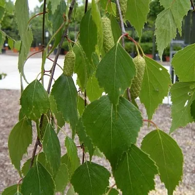 Береза ФАСЦИНЕЙШЕН белая   Береза ФАСЦИНЕЙШЕН белая  в Симферополе