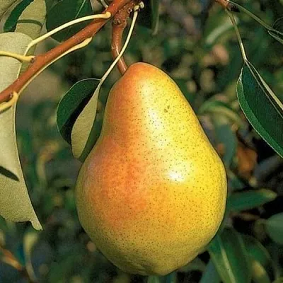 Груша ВЕЛЕСА  Груша ВЕЛЕСА в Симферополе