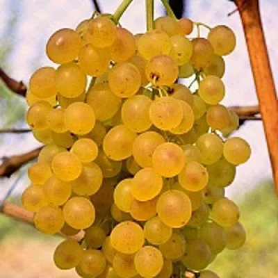 Виноград КИШМИШ КОКТЕЙЛЬ  Виноград КИШМИШ КОКТЕЙЛЬ в Симферополе