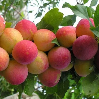 Слива СКОРОПЛОДНАЯ  Слива СКОРОПЛОДНАЯ в Симферополе