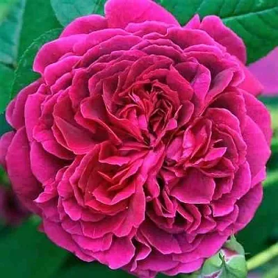 Саженцы роз ВИЛЬЯМ ШЕКСПИР английская  Саженцы роз ВИЛЬЯМ ШЕКСПИР английская в Симферополе