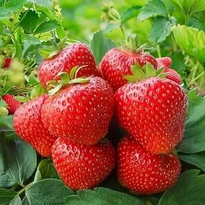 Клубника КИМБЕРЛИ в Симферополе