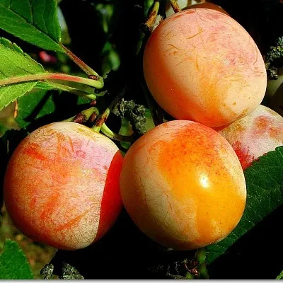 Ранняя  Ранняя в Симферополе