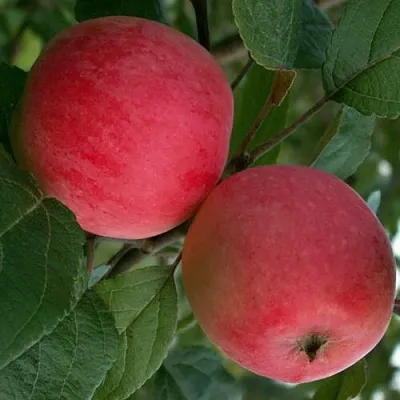 Яблоня СУЙСЛЕПСКОЕ (МАЛИНОВКА) в Симферополе