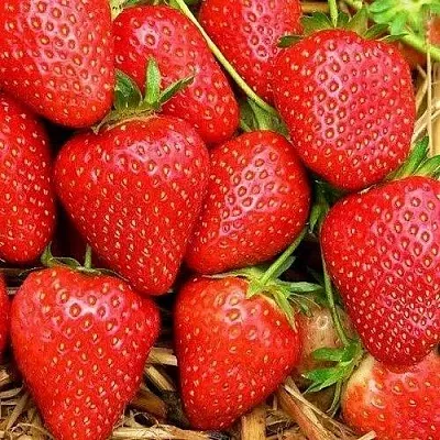 Клубника КВИКИ в Симферополе