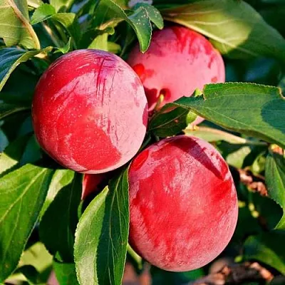 Красная  Красная в Симферополе