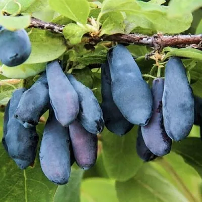 Жимолость съедобная СИБИРЯЧКА  Жимолость съедобная СИБИРЯЧКА в Симферополе