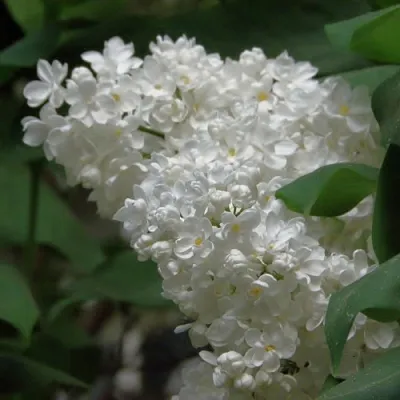 Сирень РУССКИЙ СЕВЕР  Сирень РУССКИЙ СЕВЕР в Симферополе