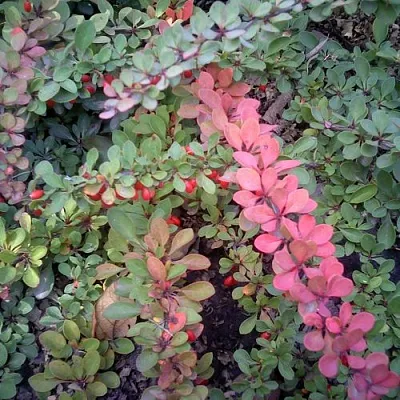 Барбарис ГРИН КАРПЕТ тунберга  Барбарис ГРИН КАРПЕТ тунберга в Симферополе