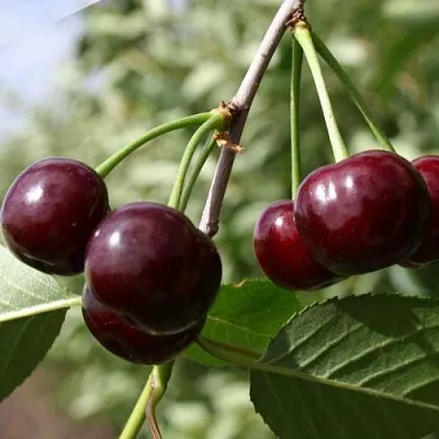 Вишня ЖАДАНА  Вишня ЖАДАНА в Симферополе