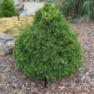 Ель ТОМПА обыкновенная  Ель ТОМПА обыкновенная в Симферополе