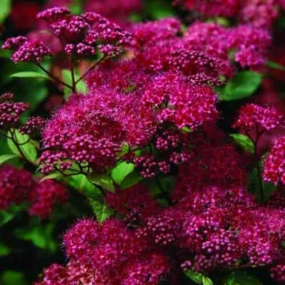 Спирея АНТОНИ ВАТЕРЕР японская  Спирея АНТОНИ ВАТЕРЕР японская в Симферополе