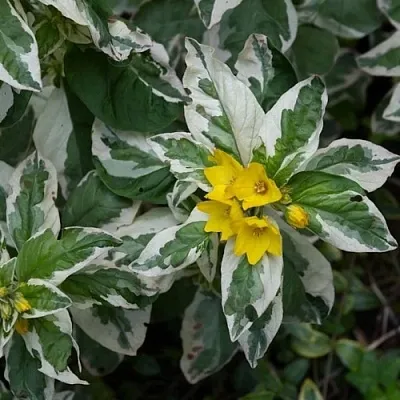Вербейник АЛЕКСАНДР точечный  Вербейник АЛЕКСАНДР точечный в Симферополе