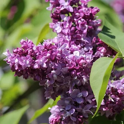 Сирень ИЗОБИЛИЕ  Сирень ИЗОБИЛИЕ в Симферополе