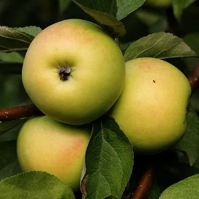 Яблоня ДАНИЛА  Яблоня ДАНИЛА в Симферополе