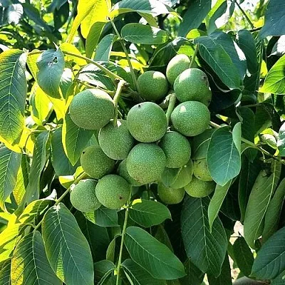 Грецкий орех  ИЗЯЩНЫЙ  Грецкий орех  ИЗЯЩНЫЙ в Симферополе