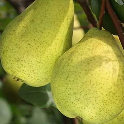 Груша СКАЗОЧНАЯ  в Симферополе