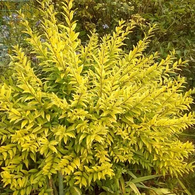 Бирючина АУРЕА обыкновенная  Бирючина АУРЕА обыкновенная в Симферополе