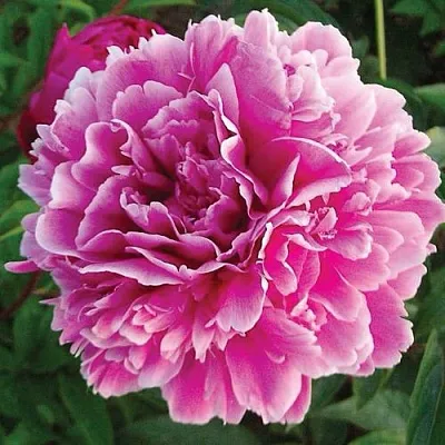 Пион ПУРПУРНАЯ ФЕЕРИЯ травянистый  Пион ПУРПУРНАЯ ФЕЕРИЯ травянистый в Симферополе