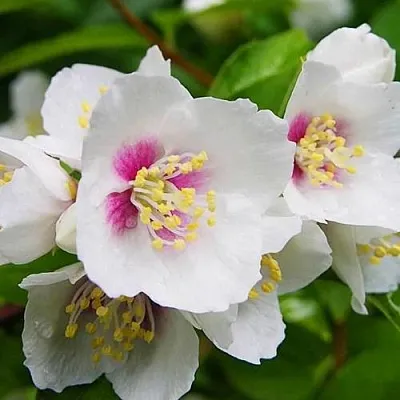 Жасмин БЕЛЬ ЭТУАЛЬ  Жасмин БЕЛЬ ЭТУАЛЬ в Симферополе