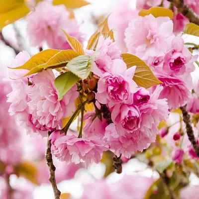 Сакура КАНЗАН  Сакура КАНЗАН в Симферополе