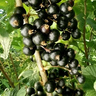 Смородина черная БЕН ТИРЕН  Смородина черная БЕН ТИРЕН в Симферополе