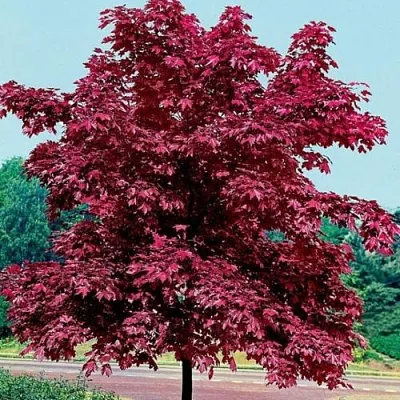 Клен КРИМСОН КИНГ остролистный  Клен КРИМСОН КИНГ остролистный в Симферополе