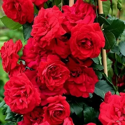 Саженцы роз АМАДЕУС плетистая  Саженцы роз АМАДЕУС плетистая в Симферополе