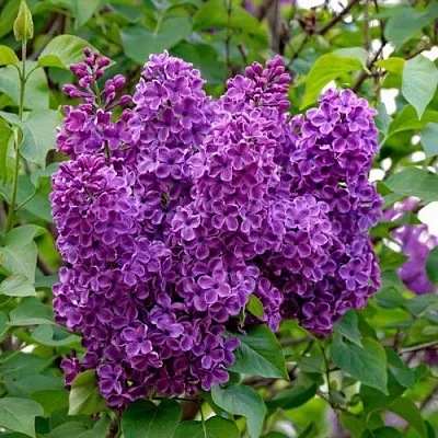 Сирень СУМЕРКИ  Сирень СУМЕРКИ в Симферополе