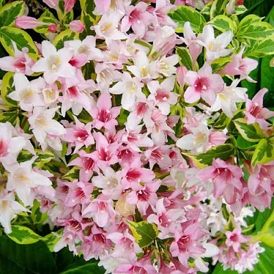 Вейгела САННИ ПРИНЦЕСС  Вейгела САННИ ПРИНЦЕСС в Симферополе