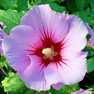 Гибискус ПИНК ФЛИРТ сирийский  Гибискус ПИНК ФЛИРТ сирийский в Симферополе