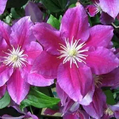 Клематис ХАНИЯ  Клематис ХАНИЯ в Симферополе