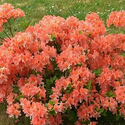 Рододендрон ЯПОНСКИЙ ОРАНЖЕВЫЙ  Рододендрон ЯПОНСКИЙ ОРАНЖЕВЫЙ в Симферополе