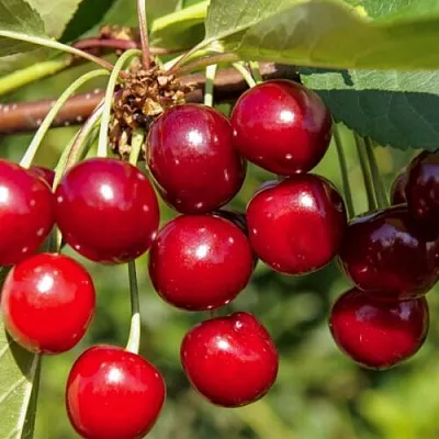 Вишня ЛЮБСКАЯ  Вишня ЛЮБСКАЯ в Симферополе