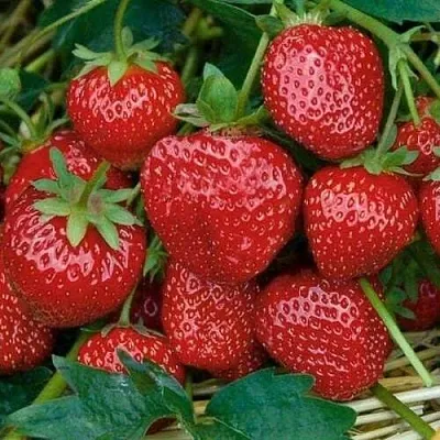 Клубника СЕЛЬВА ремонтантная в Симферополе