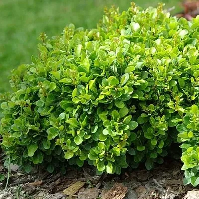 Барбарис КОБОЛЬД тунберга  Барбарис КОБОЛЬД тунберга в Симферополе