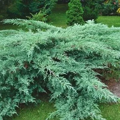 Можжевельник ГРЕЙ ОУЛ виргинский  Можжевельник ГРЕЙ ОУЛ виргинский в Симферополе