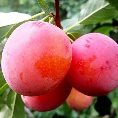 Слива КОМЕТА  Слива КОМЕТА в Симферополе