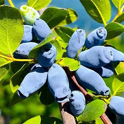 Жимолость съедобная АВРОРА  Жимолость съедобная АВРОРА в Симферополе