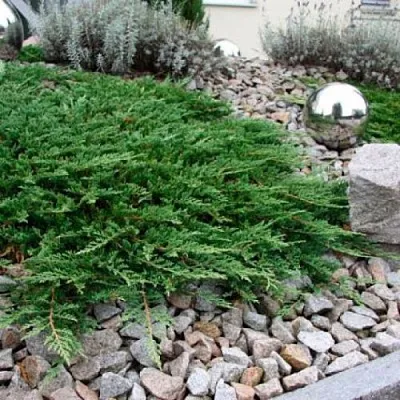 Можжевельник ПРИНЦ ОФ УЭЛЬС горизонтальный  Можжевельник ПРИНЦ ОФ УЭЛЬС горизонтальный в Симферополе