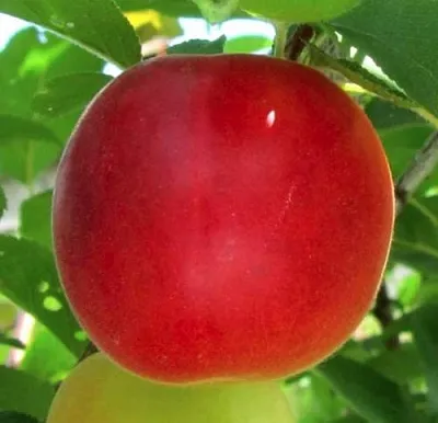 Плумкот БИРИКОККОЛО БОЛОГНЕС  Плумкот БИРИКОККОЛО БОЛОГНЕС в Симферополе