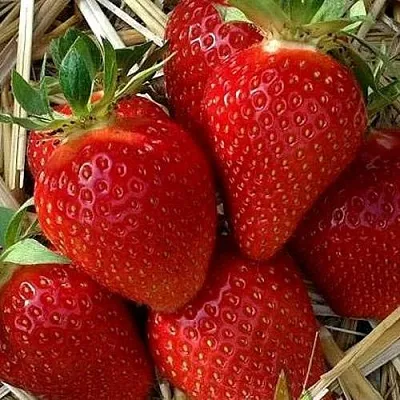 Клубника СИБИЛЛА в Симферополе