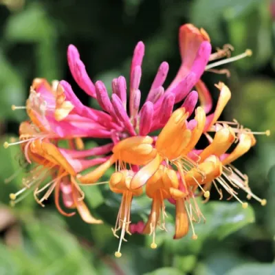 Жимолость ГЕКРОТА в Симферополе