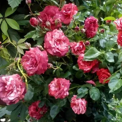 Саженцы роз БРАУНИ плетистая — описание сорта Саженцы роз БРАУНИ плетистая в Симферополе