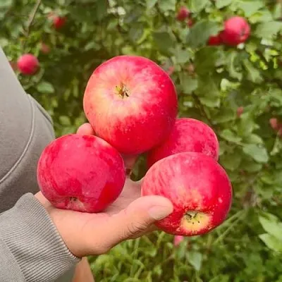 Яблоня АКСЕНА в Симферополе